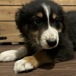 Boy # 4 - Black tri-color Australian Shepherd puppy in Oregon from Royal Australian Shepherds