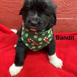 Bandit - White and black male Newfoundland puppy in Goodhue, Minnesota from Claypits Newfoundlands