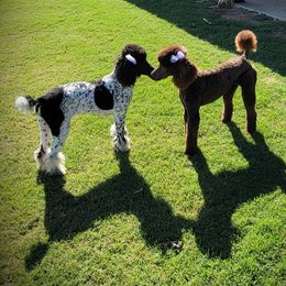 Poodles from McPoodle Dog Ranch