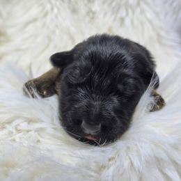 Chalupa (Purple Collar) - Black and red female German Shepherd puppy in Gig Harbor, Washington from Crescent Lake Shepherds