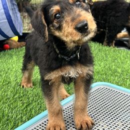 Airedale Terrier Puppies from Olson’s Aire Haven