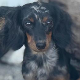 Ivy - Dachshund