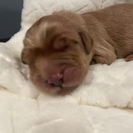 Green - Apricot male Goldendoodle puppy in Medina, Ohio from Farmer Doodles