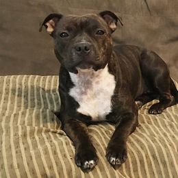 Staffordshire Bull Terrier Puppies from Noumenon Staffords
