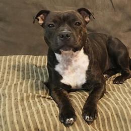 Staffordshire Bull Terrier Puppies from Noumenon Staffords