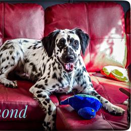 Diamond (LUA Longcoat) - White and black female Dalmatian puppy in Salem, Missouri from Paradise Spots Dalmatians