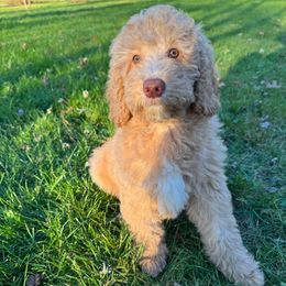 Jelly - Apricot female Goldendoodle puppy in Newark, Ohio from Valleydayle Doodles and Wheatens
