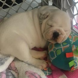 Bulldogs from Amanda’s Bullies