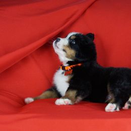Bernese Mountain Dog Puppies from Lonesome Pine Farm