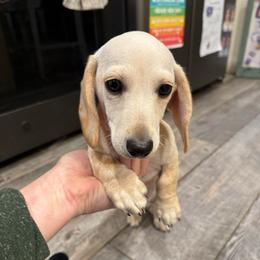 Barley - Cream male Dachshund puppy in Boston, Kentucky from River Bottom Mini Doxies