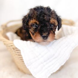 Bernedoodles, Cockapoos, and Double Doodles from Bluegrass Doodle Buddies