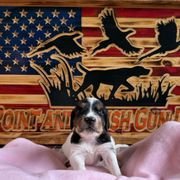 Girl 3 - Orange belton English Setter puppy in Potosi, Wisconsin from Point and Flush Gun Dogs