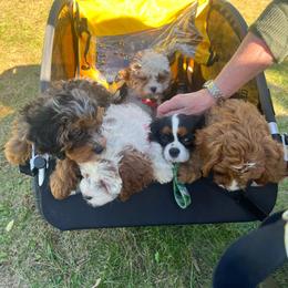 Dash - Red male Cavapoo puppy in Maple Grove, Minnesota from Honey Bit Kennels