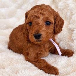 Willow - Red female Cockapoo puppy in Ellaville Ga, Georgia from Lakeside Cockapoos