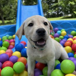 Maria - Yellow female Labrador Retriever puppy in Alger, Ohio from Osborne Family Retrievers