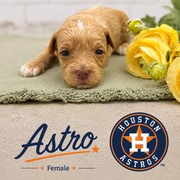 Astro - Caramel cream female Australian Labradoodle puppy in Denton, Texas from Liberty Hill Labradoodles