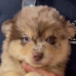 Camaro - Merle male Pomsky puppy in Spring Hill, Florida from PDQ Pomskies