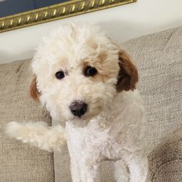 Phoebe - Goldendoodle