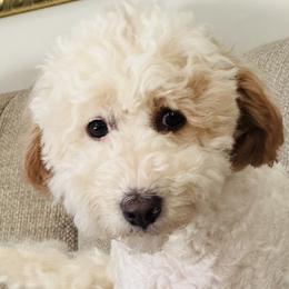 Phoebe - Goldendoodle