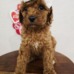 Ava - Red female Cavapoo puppy in Roseville, California from Heavenly Goldendoodles