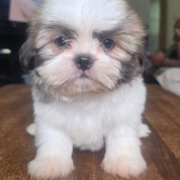 Chip - Brindle male Shih Tzu puppy in Stroudsburg, Pennsylvania from Puppyville Pa Shih Tzu & frenchies