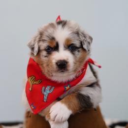 Wyatt - Blue merle male Miniature Australian Shepherd puppy in Chesapeake, Virginia from Beaver Dam Mini Aussies