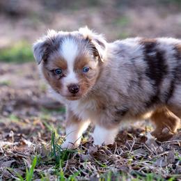 Miniature American Shepherd, Miniature Australian Shepherd, and Toy Australian Shepherd Puppies from Best Little Aussies