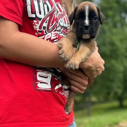Elliott - Fawn male Boxer puppy in Daviess County, Kentucky from Blissful Euro Boxers & French Bull Dogs