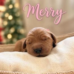 Merry - Dark golden female Golden Retriever puppy in San Bernardino, California from Thegoldendreams1