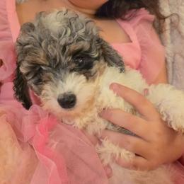 Maple - Parti female Goldendoodle puppy in Orange Park, Florida from Evergrace Farm Doodles