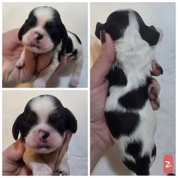 Girl 2 - Black white and tan female Cocker Spaniel puppy in Greensboro, North Carolina from Cochran Spaniels
