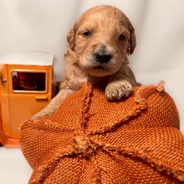 Bernedoodle and Goldendoodle Puppies from DLV Doodles