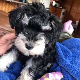 Miniature Schnauzers from Log Cabin Schnauzers