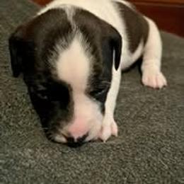 Veronica Mars - Black and white female Jack Russell Terrier puppy in California from Kimberlite