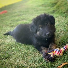 German Shepherd and White Shepherd Puppies from Scenic Creek German Shepherds