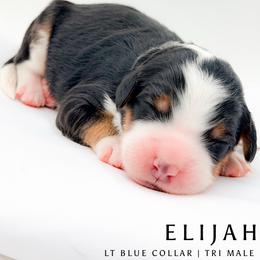 Elijah - male Australian Mountain Doodle puppy in Tipton, Indiana from Country Creek Doodles