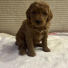 Kelly - Red  female Goldendoodle puppy in Payson, Utah from Country Sky Doodles