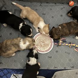 Dachshund puppies from Lakeshore Dachshunds