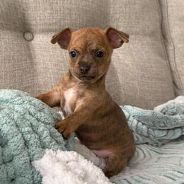 Sully - Chocolate brindled fawn male Chihuahua puppy in High Point, North Carolina from Treasured Chihuahuas