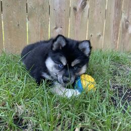Pomsky Puppies from Blue Sky Pomsky