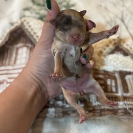 Koalani - Cream female Companion Cross puppy in Willow Spring, North Carolina from GTBBF Pomeranians