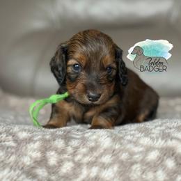 Green Collar - Red male Dachshund puppy in Cheyenne, Wyoming from Golden Badger Kennels