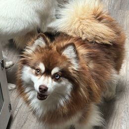 LouLou - Pomsky