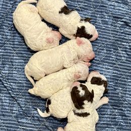 Boy 1 - Orange male Lagotto Romagnolo puppy in Ashland, Ohio from SS Australian Shepherds
