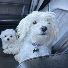 Tinker Bell - Maltipoo