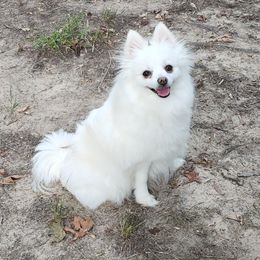 Angel - Pomeranian