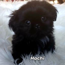 Hachi - Black male Shih Tzu puppy in Arizona from Shihtzucircusaz