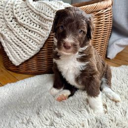 Sally - Sheepadoodle puppy from Urban Farmhouse Sheepadoodles