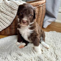Sally - Sheepadoodle puppy from Urban Farmhouse Sheepadoodles