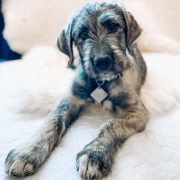 Irish Wolfhound puppies from Hidden Hollow Wolfhounds